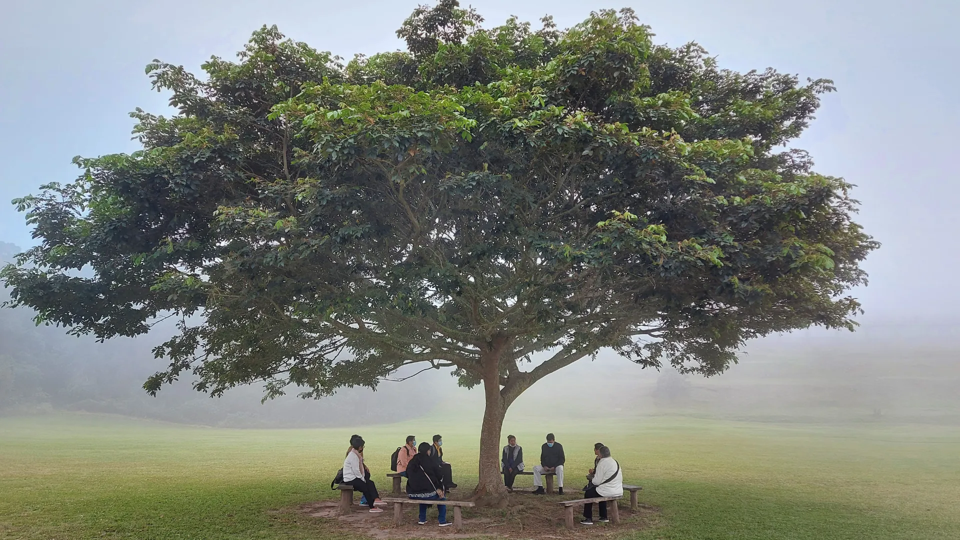 personas reunidas bajo un árbol